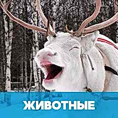 Животные на финском языке обложка